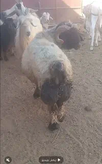 قوچ ترکی