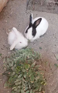 فروش سه عدد خرگوش و یک عدد اردک