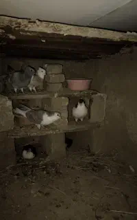 چهار تا کبوتر مفت