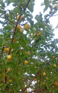 سلام عرض ادب‌ اجاره میوه  آلبالو زردالووغیره