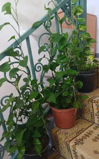 گل خانگی سالم