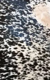 پوست گاو
