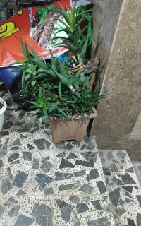 گل با گلدان