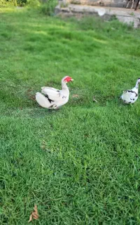 اردک اسراییلی مولد و جوجه