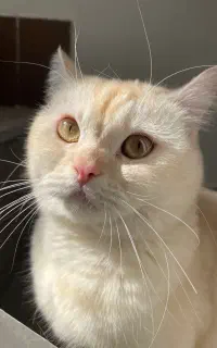 واگذار گربه