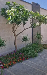 خدمات باغبانی و دکوراسیون،