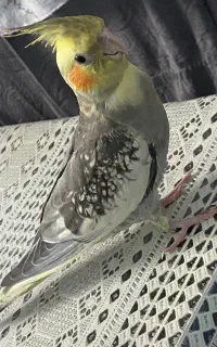 گمشده