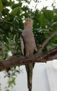 عروس‌هلندی