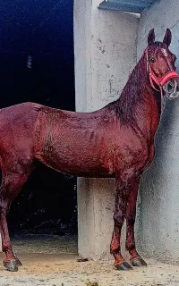 اسب