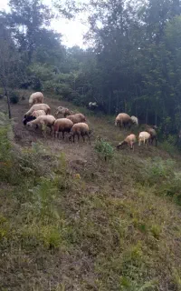 گوسفند زنده