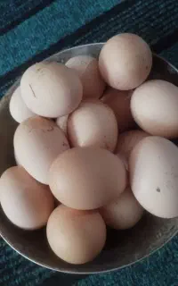 تخم مرغ اصل طبیعی نطفه دار