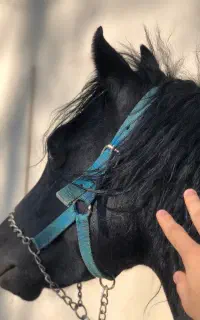 اسب مشکی سواری