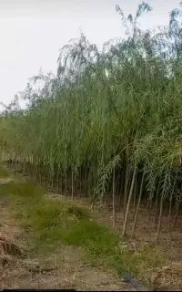 نهال بید مجنون پیوندی
