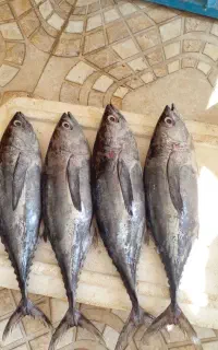 ماهی و میگو