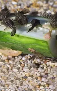 پک اقتصادی لجن خوارکت پوزه بوته ای گوپی
