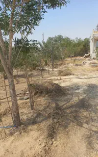 باغبانی وپیوند کنارو مرکبات