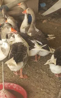 ۷ جفت غاز (بط)