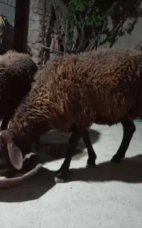 دوتا کاور نر