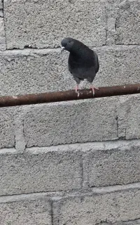 کبوتر