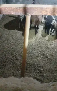 کود گوسفندی