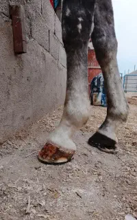 اسب ن.عل زنی