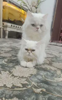 ی جفت گربه پرشین اسکاتیش