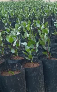 نهال پسته پایه بادامی زرند