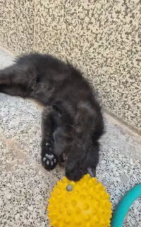 بچه گربه خوشگل