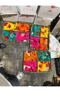 جوجه رنگی اردک محلی گلپایگانی