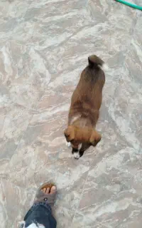 سگ سرابی اصیل