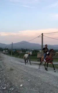 اسب و اخته ضمانتی