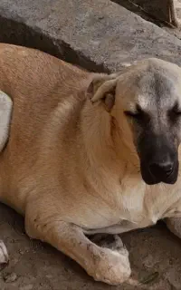 واگذاری سگ ماده شیر پژدر