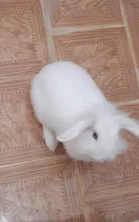 واگذاری خرگوش