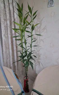 گیاه بامبو تایلندی