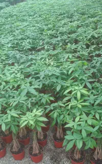 کارگر وارد به گلخانه