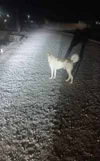 سگ قدرجونی