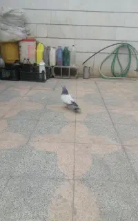 یه جوجه سینه سبز درجه یک و یه جوجه کله سبز