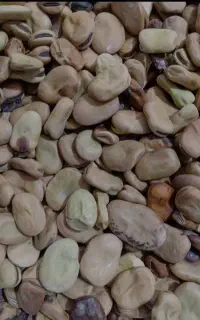 باقلی زودرس امسالی