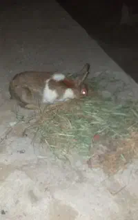 خرگوش