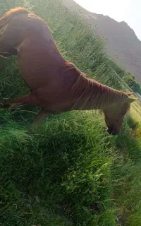 سه عدد اسب برای فروش
