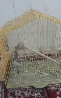 یه قفس نو بزرگ با لونه