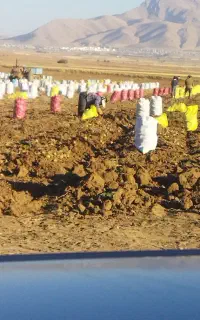 اکیپ بار کردن سیب زمینی