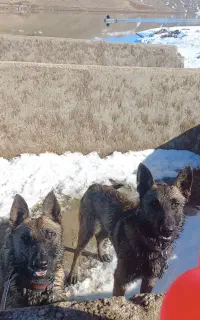 سگ مالینویز نگهبان