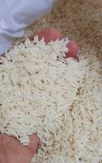 برنج دم‌سیاه مینودشت