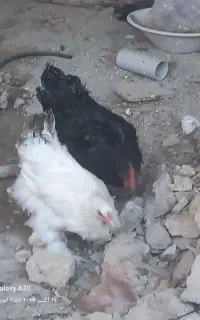 یک جفت برهما