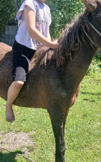 اسب ماده (مادیان)