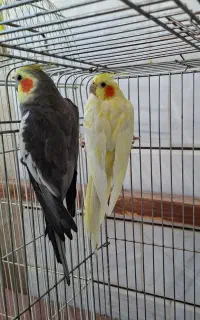 عروس هلندی