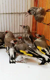 سهره سقا نر ضمانتی