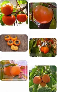 نهال خرمالو سیبی ارمنستان گلدانی نهالستان اسدپور