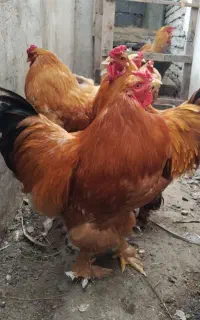 برهما طلایی